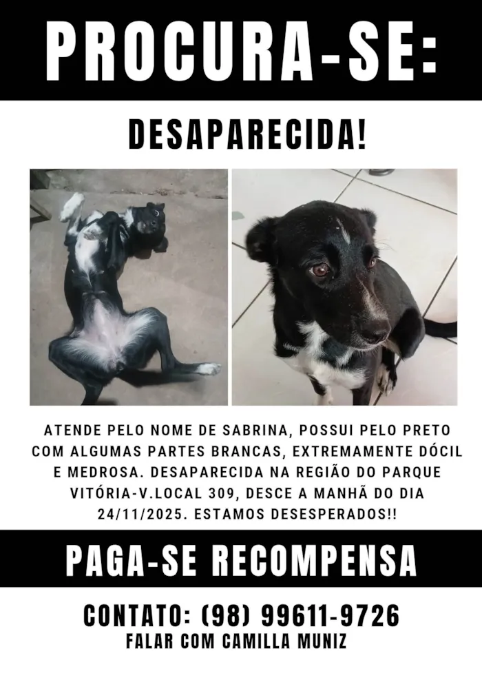 Cachorro ra a SRD-ViraLata idade 1 ano nome Sabrina