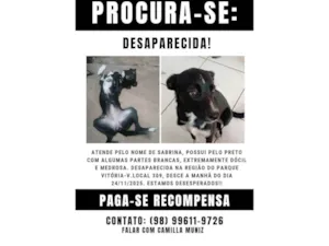 Cachorro raça SRD-ViraLata idade 1 ano nome Sabrina