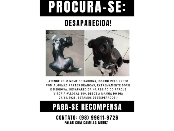 Cachorro ra a SRD-ViraLata idade 1 ano nome Sabrina