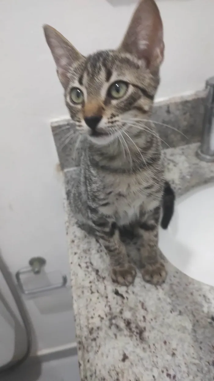 Gato ra a SRD-ViraLata idade Abaixo de 2 meses nome Baltazar 