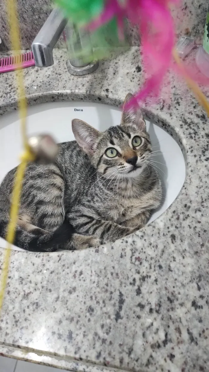 Gato ra a SRD-ViraLata idade Abaixo de 2 meses nome Baltazar 
