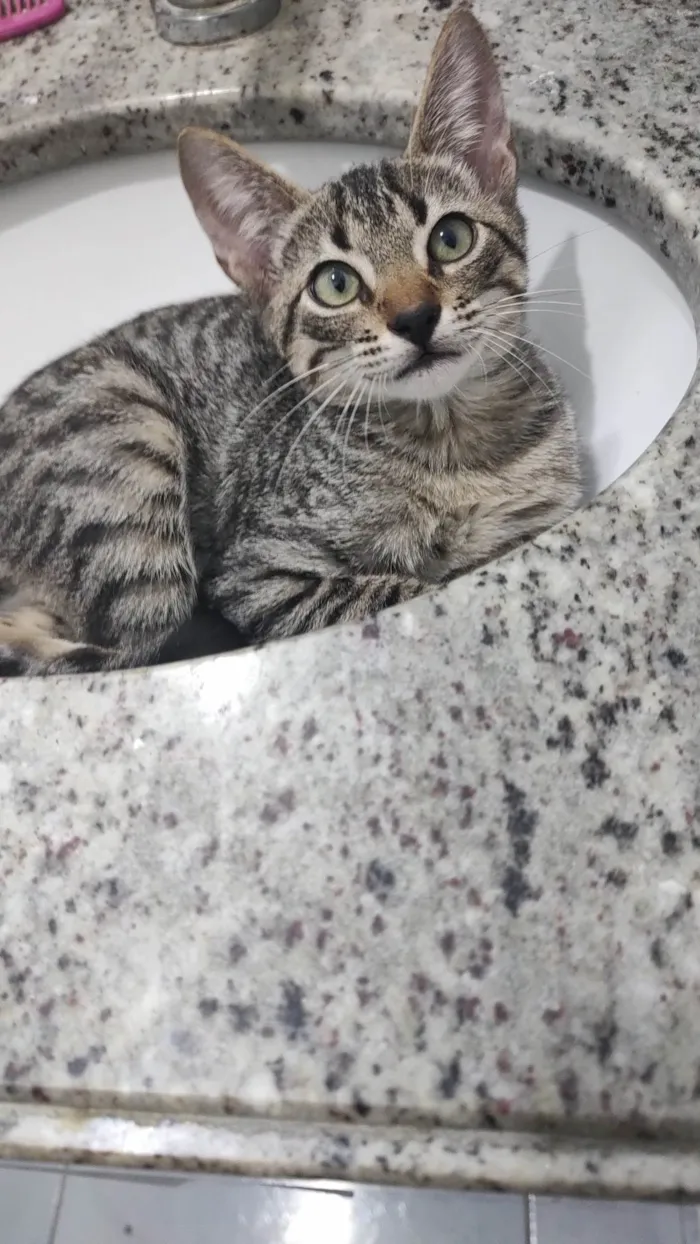 Gato ra a SRD-ViraLata idade Abaixo de 2 meses nome Baltazar 