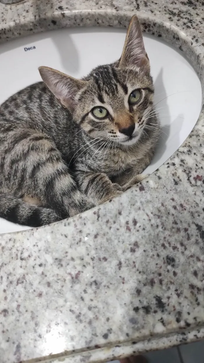 Gato ra a SRD-ViraLata idade Abaixo de 2 meses nome Baltazar 