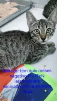 Gato ra a SRD-ViraLata idade Abaixo de 2 meses nome Baltazar 