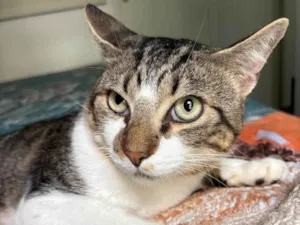 Gato raça SRD-ViraLata idade 7 a 11 meses nome Brilhoso