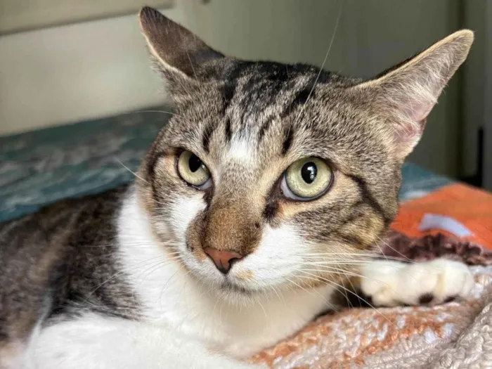 Gato raça SRD-ViraLata idade 7 a 11 meses nome Brilhoso