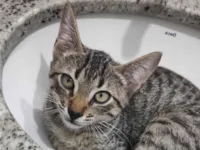 Gato raça SRD-ViraLata idade Abaixo de 2 meses nome Baltazar 