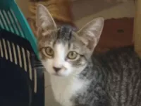 Gato raça SRD-ViraLata idade Abaixo de 2 meses nome Gasparzinho 