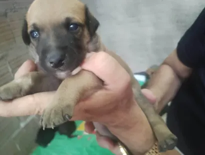 Cachorro ra a SRD-ViraLata idade Abaixo de 2 meses nome filhotinha de cachorro
