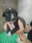 filhotinha de cachorro