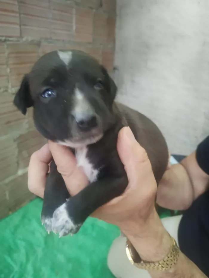 Cachorro ra a SRD-ViraLata idade Abaixo de 2 meses nome filhotinha de cachorro