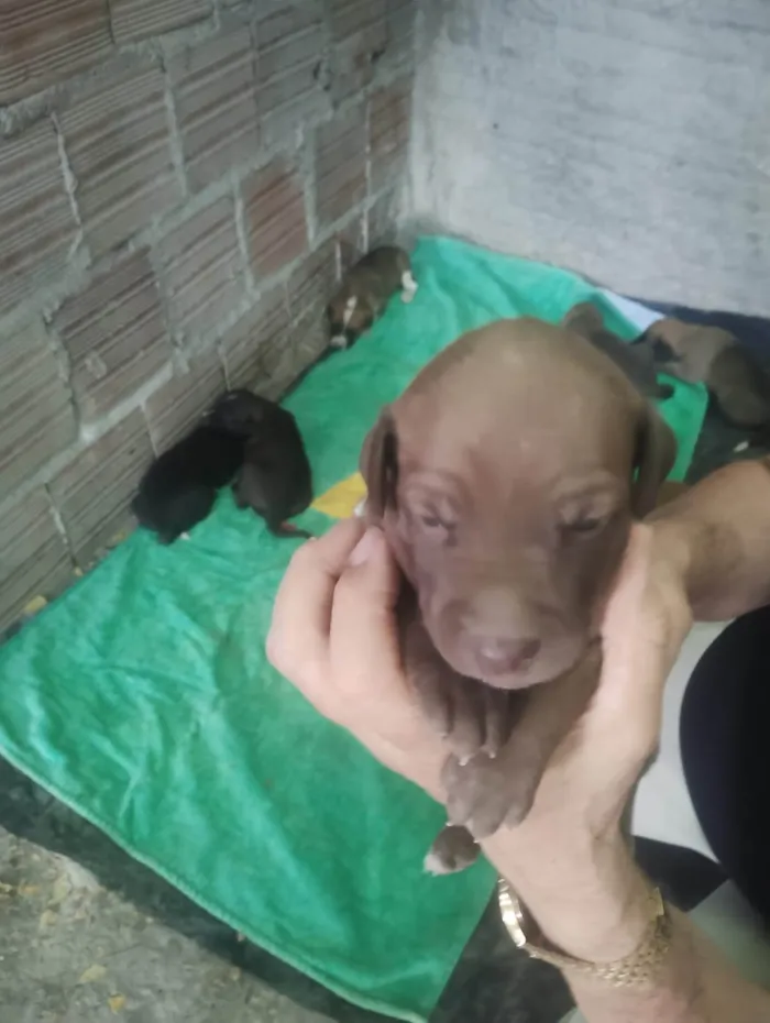 Cachorro ra a SRD-ViraLata idade Abaixo de 2 meses nome filhotinha de cachorro