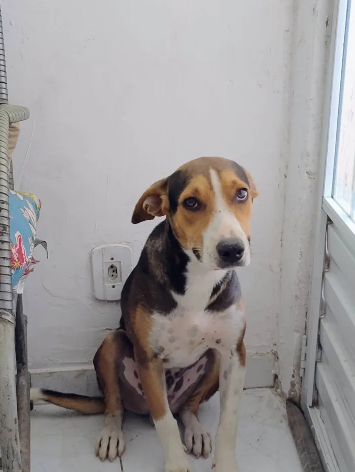 Cachorro ra a SRD-ViraLata idade 7 a 11 meses nome Toby