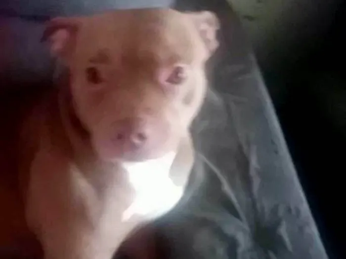 Cachorro ra a Pit-Bull idade 3 anos nome Frederico 