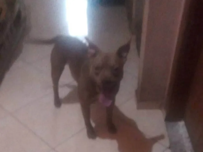 Cachorro ra a Pit-Bull idade 3 anos nome Frederico 