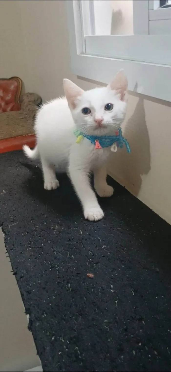 Gato ra a SRD-ViraLata idade 2 a 6 meses nome Akira