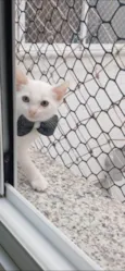 Gato ra a SRD-ViraLata idade 2 a 6 meses nome Akira