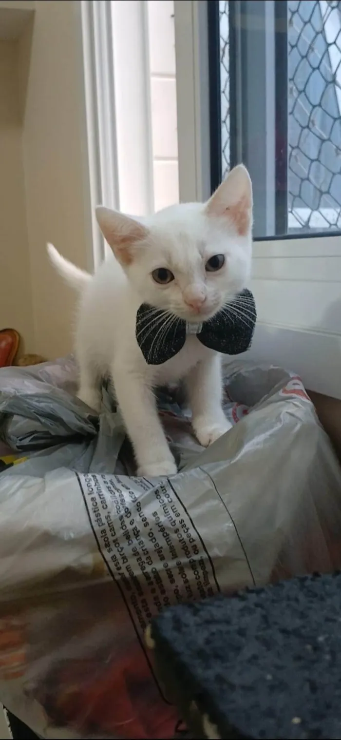 Gato ra a SRD-ViraLata idade 2 a 6 meses nome Akira