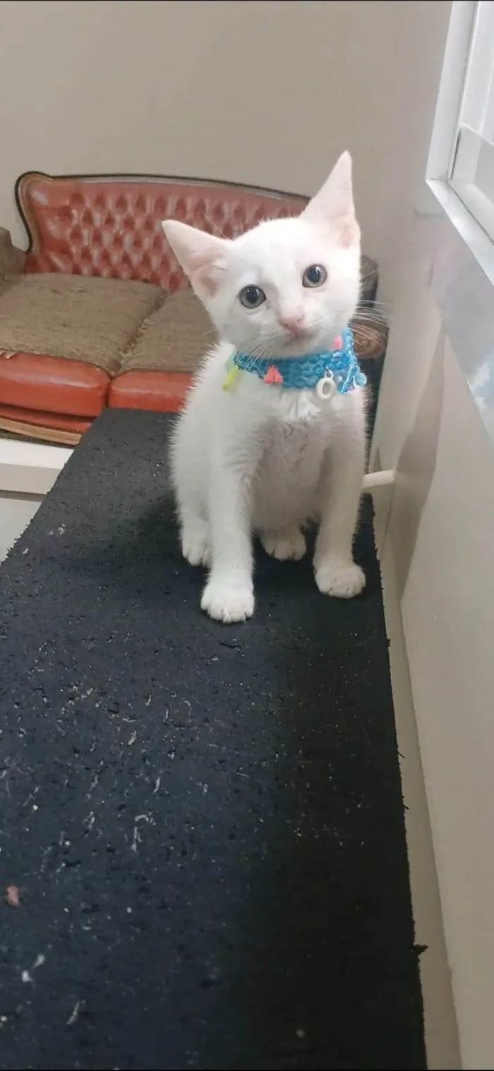 Gato ra a SRD-ViraLata idade 2 a 6 meses nome Akira