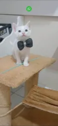 Gato ra a SRD-ViraLata idade 2 a 6 meses nome Akira