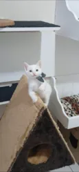 Gato ra a SRD-ViraLata idade 2 a 6 meses nome Akira