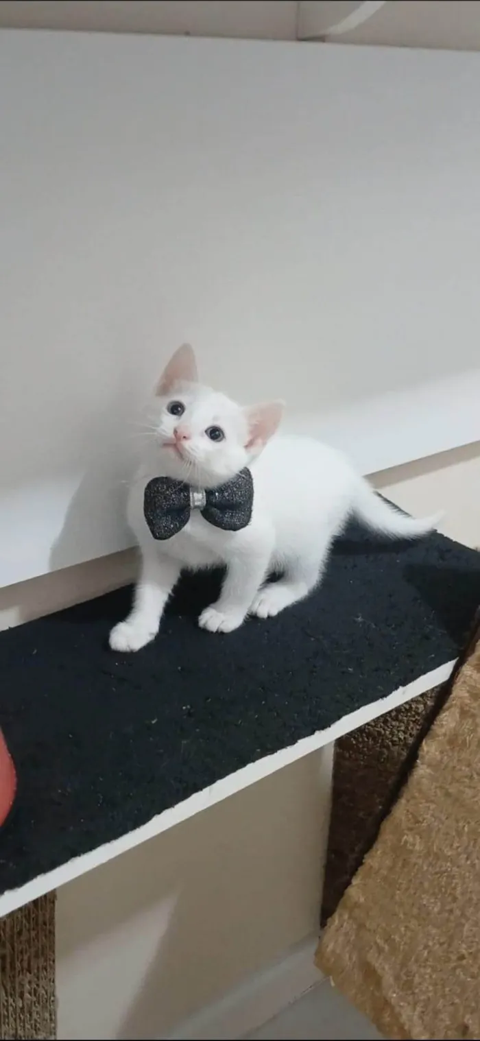Gato ra a SRD-ViraLata idade 2 a 6 meses nome Akira