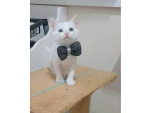 Gato raça SRD-ViraLata idade 2 a 6 meses nome Akira