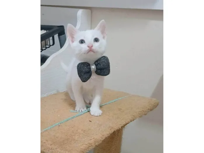 Gato ra a SRD-ViraLata idade 2 a 6 meses nome Akira