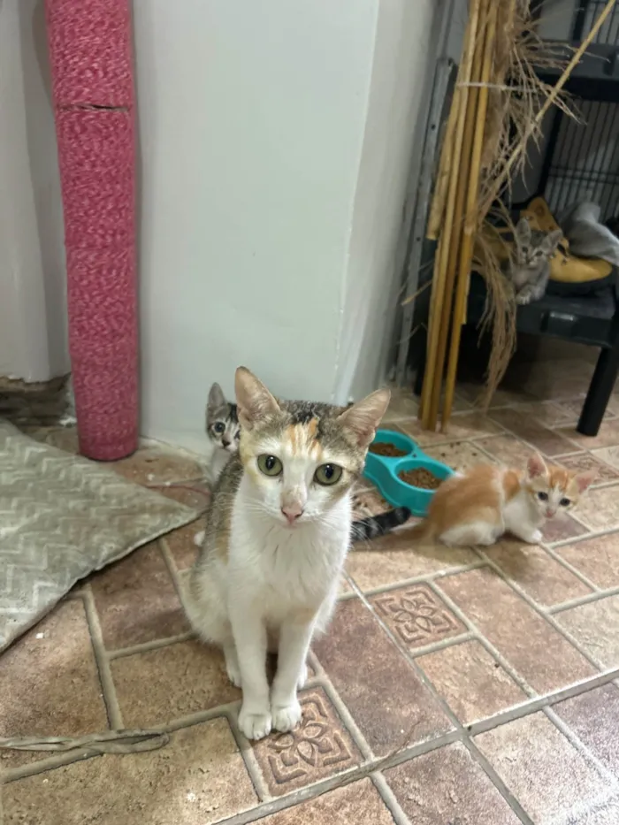 Gato ra a SRD-ViraLata idade Abaixo de 2 meses nome Mimica