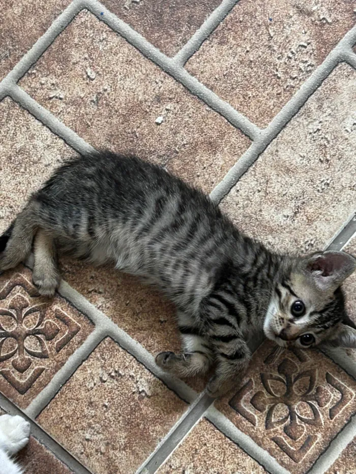 Gato ra a SRD-ViraLata idade Abaixo de 2 meses nome Não escolhido