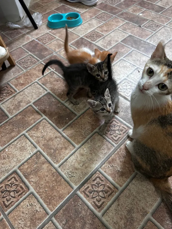 Gato ra a SRD-ViraLata idade Abaixo de 2 meses nome Não escolhido