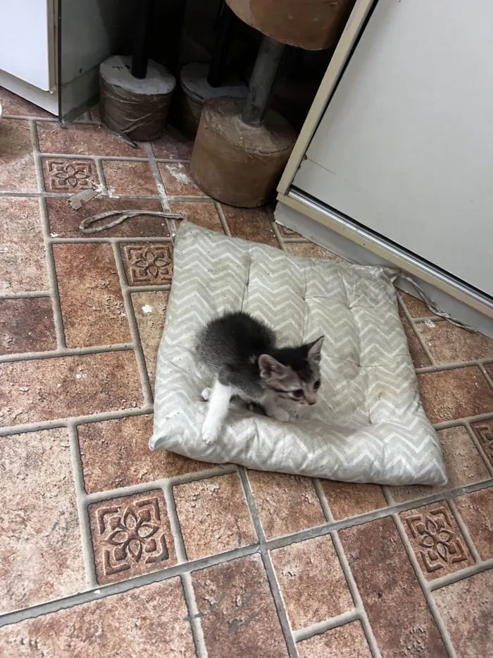 Gato ra a SRD-ViraLata idade Abaixo de 2 meses nome Não escolhido