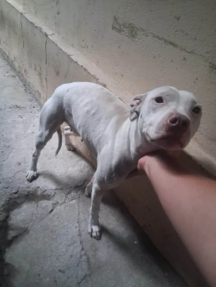 Cachorro ra a Pit-Bull idade 1 ano nome AKIRA