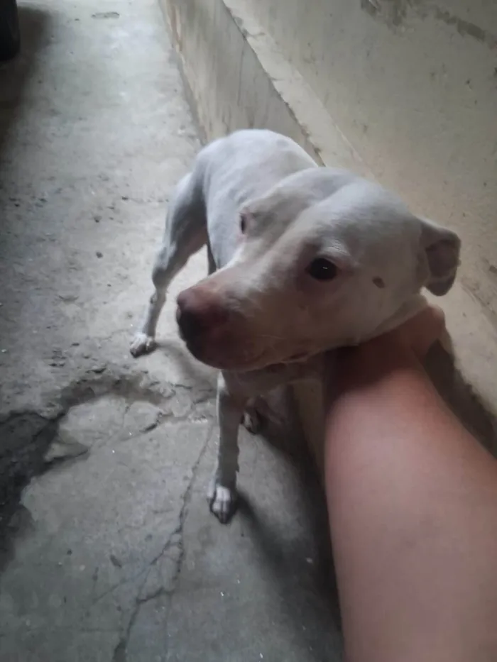 Cachorro ra a Pit-Bull idade 1 ano nome AKIRA