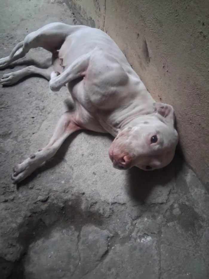 Cachorro ra a Pit-Bull idade 1 ano nome AKIRA