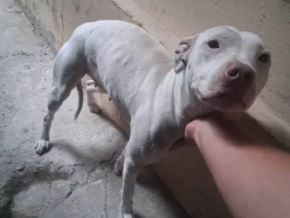 Cachorro ra a Pit-Bull idade 1 ano nome AKIRA