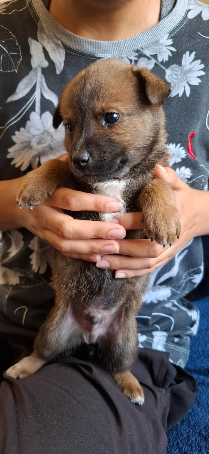 Cachorro ra a SRD-ViraLata idade 2 a 6 meses nome Bolinha