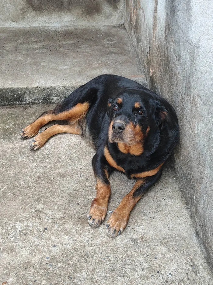 Cachorro ra a Rottweiler idade 6 ou mais anos nome Maguie