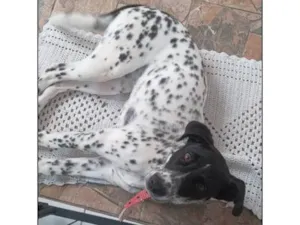 Cachorro raça Dálmata idade 2 a 6 meses nome ROCKY