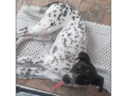 Cachorro raça Dálmata idade 2 a 6 meses nome ROCKY