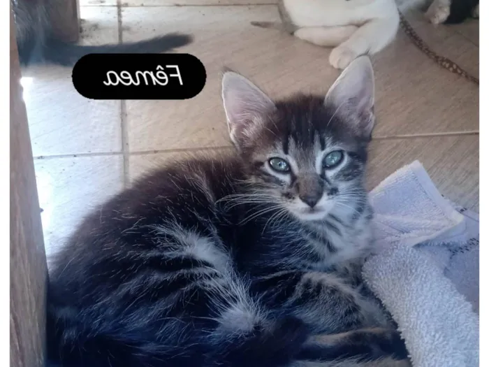 Gato raça SRD-ViraLata idade 2 a 6 meses nome Paula Maria Batista De Brito
