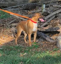 Cachorro ra a SRD-ViraLata idade 1 ano nome Panko