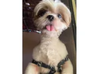 Cachorro raça Shitzu idade 1 ano nome lui