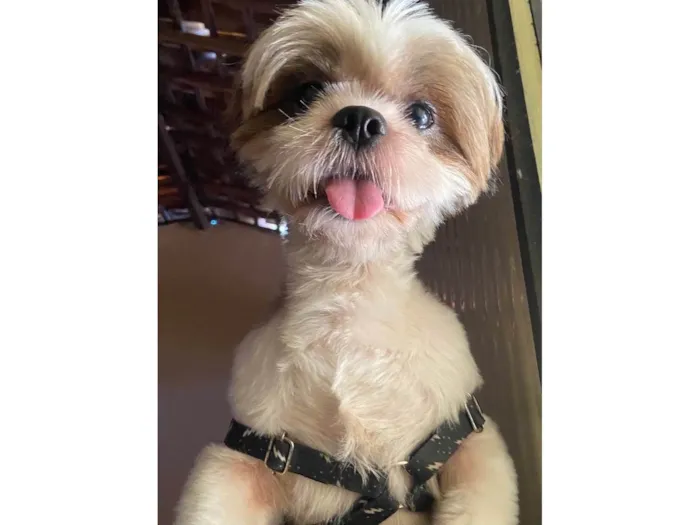 Cachorro ra a Shitzu idade 1 ano nome lui