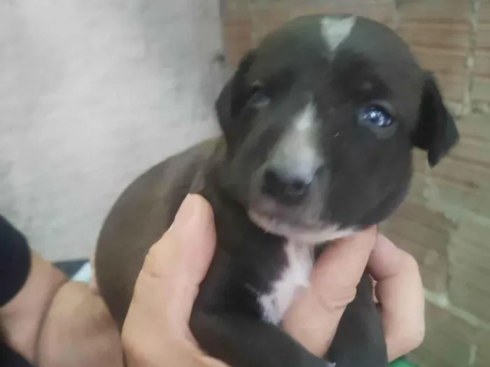 Cachorro ra a SRD-ViraLata idade Abaixo de 2 meses nome filhotinha de cachorro