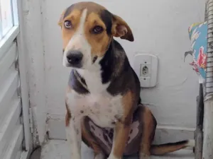 Cachorro raça SRD-ViraLata idade 7 a 11 meses nome Toby