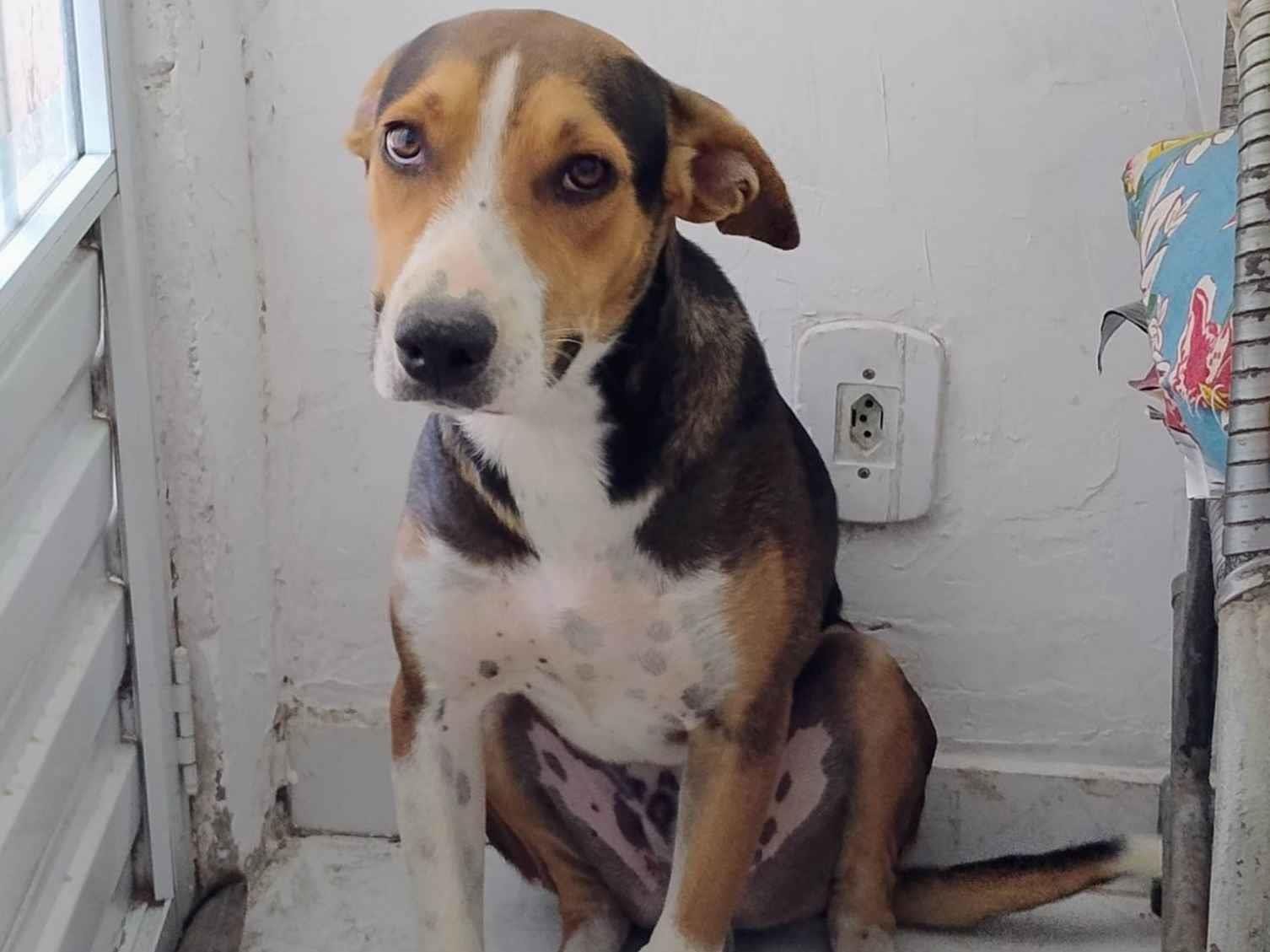 Cachorro ra a SRD-ViraLata idade 7 a 11 meses nome Toby