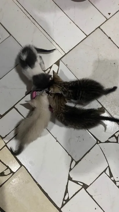 Gato ra a SRD-ViraLata idade Abaixo de 2 meses nome não tem 