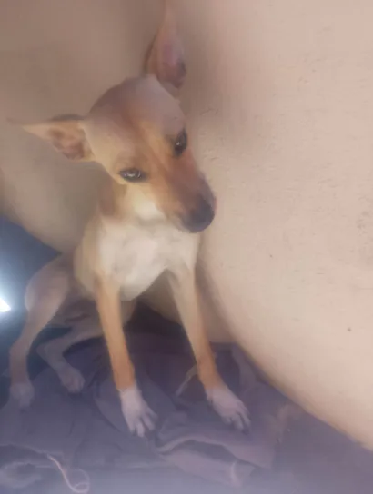 Cachorro ra a SRD-ViraLata idade 7 a 11 meses nome Norbet 