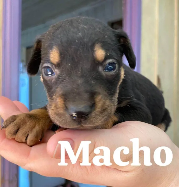 Cachorro ra a SRD-ViraLata idade 2 a 6 meses nome Seis